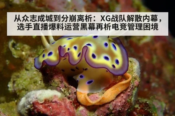 从众志成城到分崩离析：XG战队解散内幕，选手直播爆料运营黑幕再析电竞管理困境